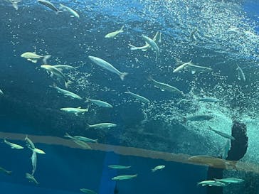 滋賀県立琵琶湖博物館に投稿された画像（2025/7/13）