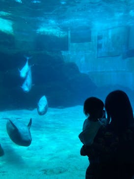 名古屋港水族館に投稿された画像（2025/7/13）