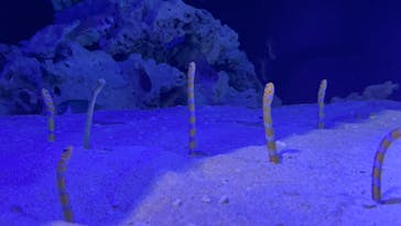 竹島水族館に投稿された画像（2025/7/13）