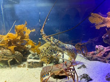 大分マリーンパレス水族館 「うみたまご」に投稿された画像（2025/7/13）