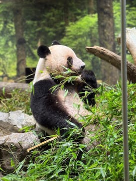 恩賜上野動物園に投稿された画像（2025/7/13）