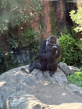 恩賜上野動物園に投稿された画像（2025/7/13）