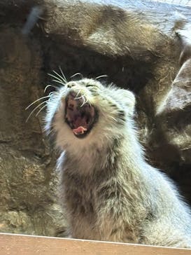 恩賜上野動物園に投稿された画像（2025/7/13）