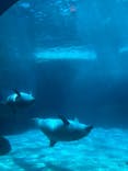 名古屋港水族館に投稿された画像（2025/7/13）