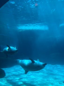 名古屋港水族館に投稿された画像（2025/7/13）
