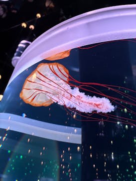 マクセル アクアパーク品川に投稿された画像（2025/7/13）