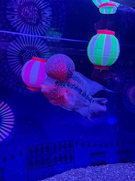 マクセル アクアパーク品川に投稿された画像（2025/7/13）