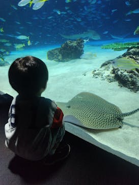 サンシャイン水族館に投稿された画像（2025/7/13）