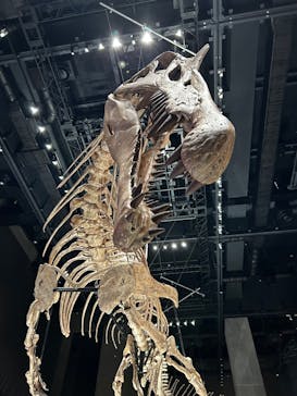 福井県立恐竜博物館に投稿された画像（2025/7/13）