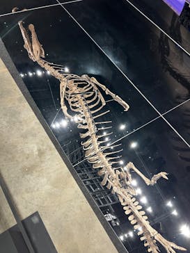 福井県立恐竜博物館に投稿された画像（2025/7/13）