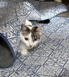 猫好きさんの祭典「にゃんだらけ in 名古屋 Vol.4」に投稿された画像（2025/7/13）