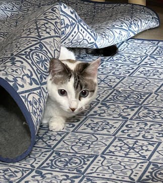 猫好きさんの祭典「にゃんだらけ in 名古屋 Vol.4」に投稿された画像（2025/7/13）