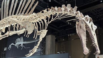 福井県立恐竜博物館に投稿された画像（2025/7/13）