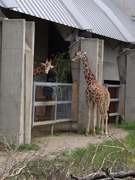 霞ケ浦 どうぶつとみんなのいえに投稿された画像（2025/7/13）