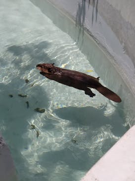 霞ケ浦 どうぶつとみんなのいえに投稿された画像（2025/7/13）