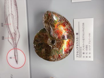 福井県立恐竜博物館に投稿された画像（2025/7/13）
