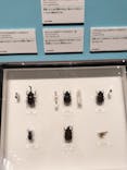 特別展 『昆虫 MANIAC』に投稿された画像（2025/7/13）