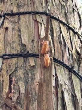 まかいの牧場に投稿された画像（2025/7/13）