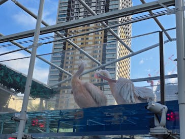 サンシャイン水族館に投稿された画像（2025/7/13）