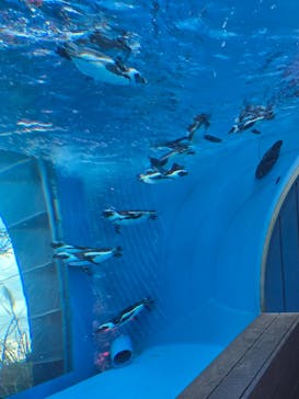 サンシャイン水族館に投稿された画像（2025/7/13）