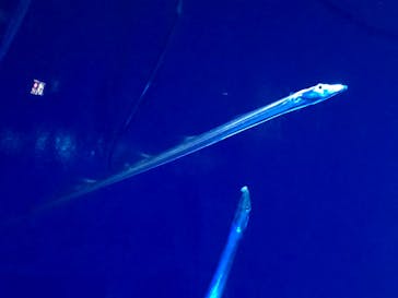 サンシャイン水族館に投稿された画像（2025/7/13）