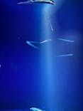 サンシャイン水族館に投稿された画像（2025/7/13）