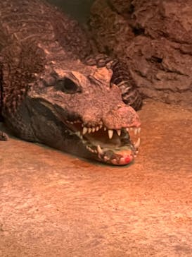 名古屋市東山動植物園に投稿された画像（2025/7/13）