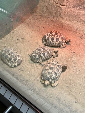 名古屋市東山動植物園に投稿された画像（2025/7/13）