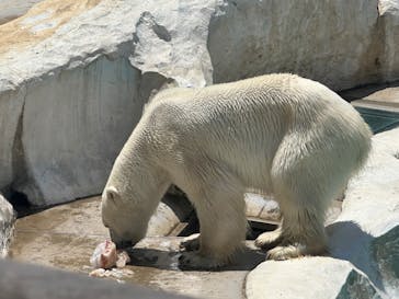 恩賜上野動物園に投稿された画像（2025/7/13）