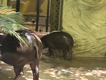 恩賜上野動物園に投稿された画像（2025/7/13）