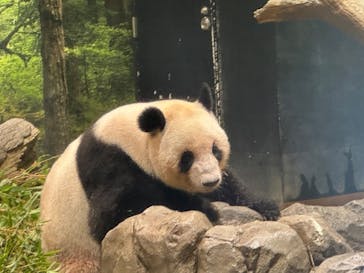 恩賜上野動物園に投稿された画像（2025/7/13）