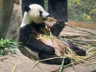 恩賜上野動物園に投稿された画像（2025/7/13）