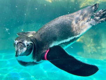 アクアワールド茨城県大洗水族館に投稿された画像（2025/7/13）
