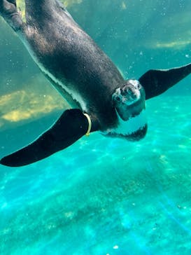アクアワールド茨城県大洗水族館に投稿された画像（2025/7/13）