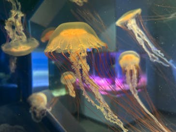 伊豆・三津シーパラダイスに投稿された画像（2025/7/13）