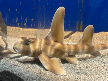 伊豆・三津シーパラダイスに投稿された画像（2025/7/13）