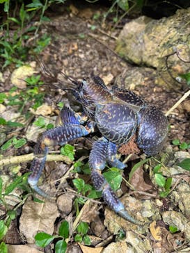 COCO宮古島に投稿された画像（2025/7/13）