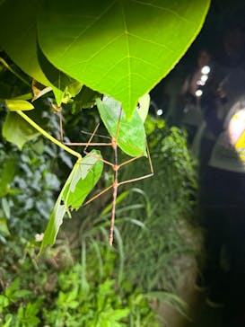 COCO宮古島に投稿された画像（2025/7/13）