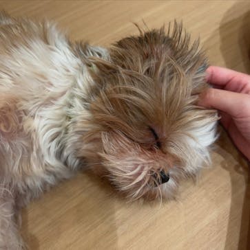 ぶさかわcafe 京都河原町店に投稿された画像（2025/7/13）