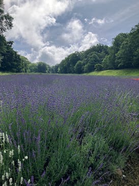 たんばらラベンダーパークに投稿された画像（2025/7/13）