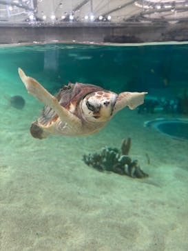 鴨川シーワールドに投稿された画像（2025/7/13）