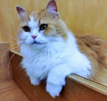 Cat Café MOFF 水戸オーパ店に投稿された画像（2025/7/14）