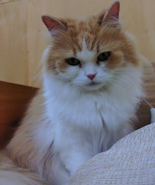 Cat Café MOFF 水戸オーパ店に投稿された画像（2025/7/14）