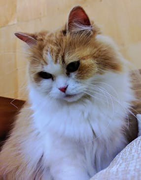 Cat Café MOFF 水戸オーパ店に投稿された画像（2025/7/14）