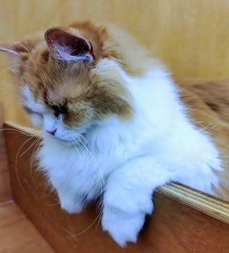 Cat Café MOFF 水戸オーパ店に投稿された画像（2025/7/14）