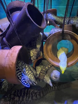 竹島水族館に投稿された画像（2025/7/14）