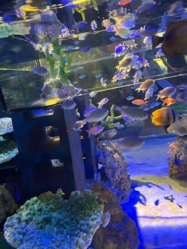 竹島水族館に投稿された画像（2025/7/14）