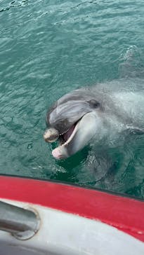 うみたま体験パーク 「つくみイルカ島」に投稿された画像（2025/7/14）