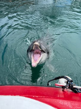 うみたま体験パーク 「つくみイルカ島」に投稿された画像（2025/7/14）