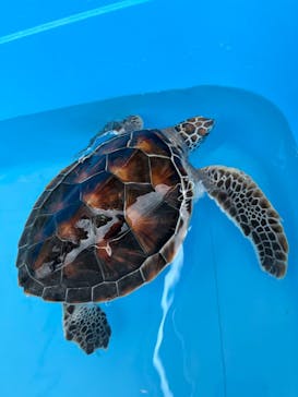 うみたま体験パーク 「つくみイルカ島」に投稿された画像（2025/7/14）